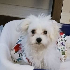 Meet your Posher, Peggy